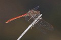 Sympetrum sinaiticum male-2181